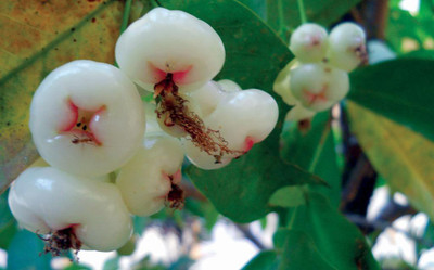 My Dream Nursery Wax Apple White Wax Fruit(Hybrid, Pack of 1)