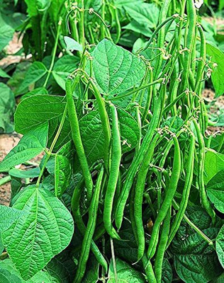 MKR Enterprises Beans Seed(100 per packet)