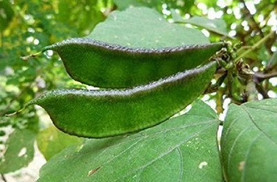 DIVINE BEANS Seed(60 per packet)