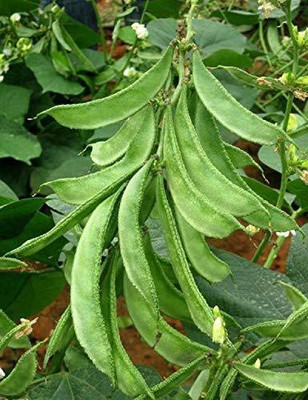 MKR Enterprises Beans Seed(100 per packet)