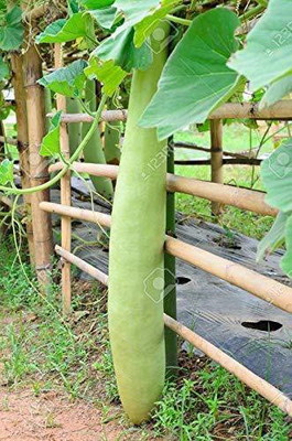 MKR Enteprises Bottle Gourd Seed(100 per packet)