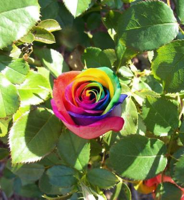 EarthAngel Rose Plant(Hybrid, Pack of 1)