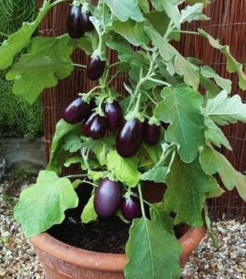 MAA Brinjal, Bhaingan Seed(290 per packet)