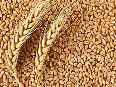 STOKIYA Wheat Seeds, DBW 8759 , & Agriculture (Kheti ), Gehu Ka Bheej Seed (10KG Seed Seed(100000 per packet)