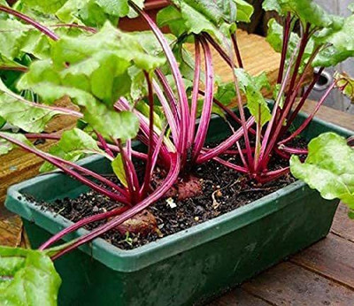 Aywal BEETROOT/TABLE BEET/GARDEN BEET/RED BEET/DINNER BEET Seed(250 per packet)