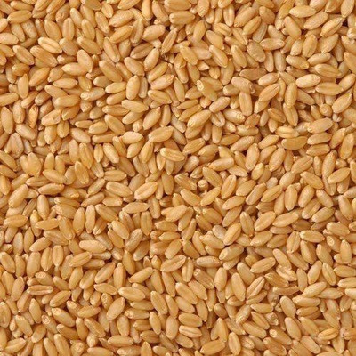 STOKIYA Wheat Seeds, DBW 303 F1 for Sowing, Farming & (KGehu Ka Seed (10KG Seed(100000 per packet)