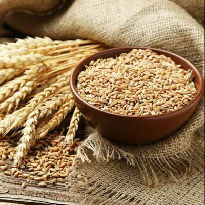 STOKIYA Wheat Seeds, DBW 303 , & Agriculture (Kheti ), Gehu Ka Bheej Seed (25KG Seed Seed(250000 per packet)