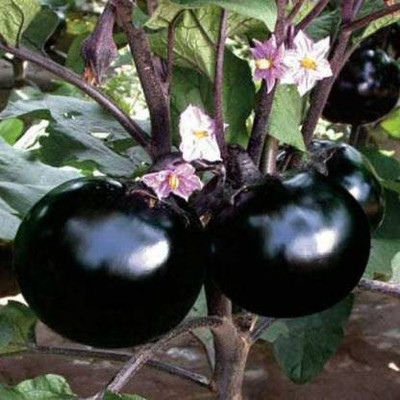 MAA Brinjal, Bhaingan Seed(230 per packet)