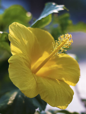 Aquinnah Graden Hibiscus Plant(Hybrid, Pack of 1)