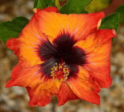 Ukanda Rose Plant(Hybrid, Pack of 1)