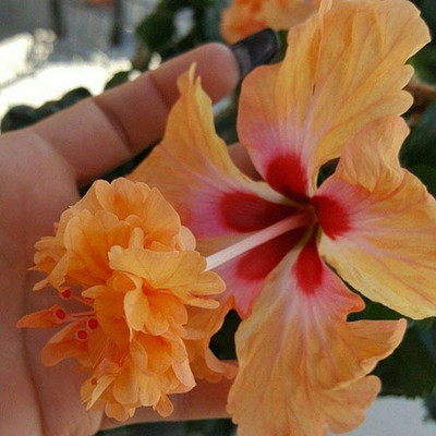 JD DAS AND SONS PLANTS Hibiscus Plant(Hybrid, Pack of 1)