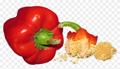 Siddhi Vinayak Gallery® red capsicum seeds 1 pack for your Home & kitchen garden Seed(80 per packet)