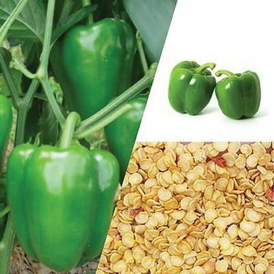 Siddhi Vinayak Gallery® Green capsicum seeds 1 pack for your Home & kitchen garden Seed(80 per packet)