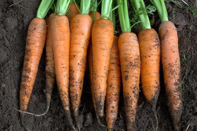 XOLDA Carrot Plant Seed(86 per packet)