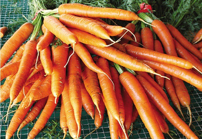 XOLDA Carrot Plant Seed(51 per packet)