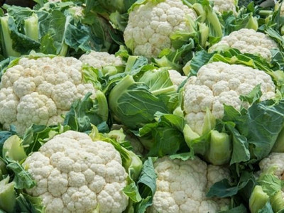 XOLDA Organic Cauliflower Plant Seed(67 per packet)