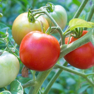 XOLDA Tomato Plant Seed(86 per packet)