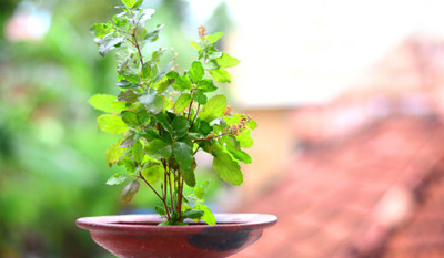 XOLDA Hybrid Tulsi Seed(50 per packet)