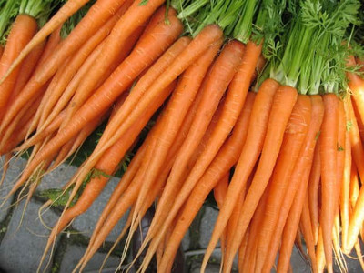 XOLDA Carrot Plant Seed(86 per packet)