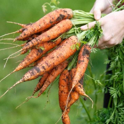 XOLDA Organic Carrot Plant Seed(52 per packet)