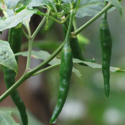 granthi High Quality Green Chilli हरी मिर्च Seed(2500 per packet)