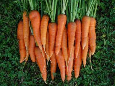 XOLDA Carrot Plant Seed(81 per packet)
