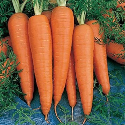 XOLDA Carrot Plant Seed(86 per packet)