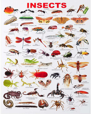Ordershock 45.72 cm Insects and kids Room Class Room Wall Sticker Self Adhesive Sticker(Pack of 1)