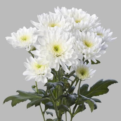 Ukanda Chrysanthemums/ Guldavari Plant(Hybrid, Pack of 1)