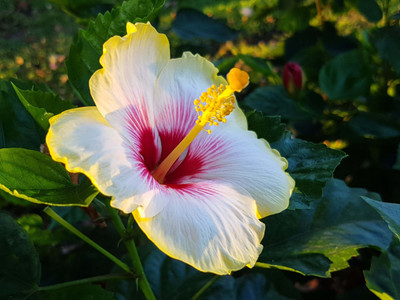 JD DAS AND SONS PLANTS Hibiscus Plant(Hybrid, Pack of 1)