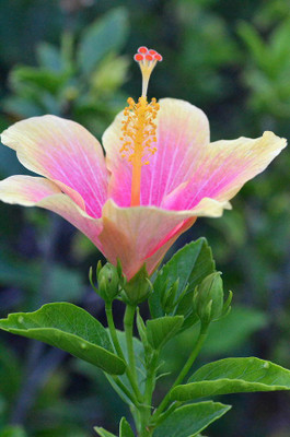 JD DAS AND SONS PLANTS Hibiscus Plant(Hybrid, Pack of 1)