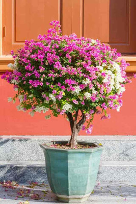 Plants Heaven Bougainvillea Plant(Hybrid, Pack of 1)