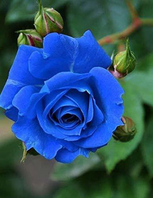 Baishnab Rose Plant(Hybrid, Pack of 1)