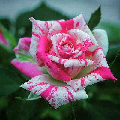 FURYHUB Rose Plant(Hybrid, Pack of 1)