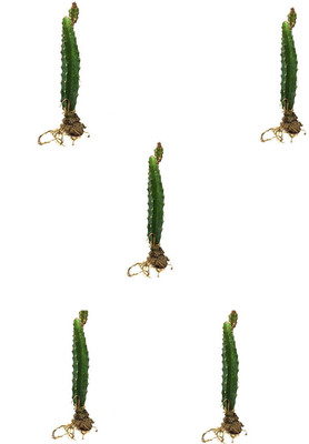 GreenyOn Dragon Tree(Hybrid, Pack of 4)