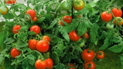 firstbuy Tomato Seed(30 per packet)