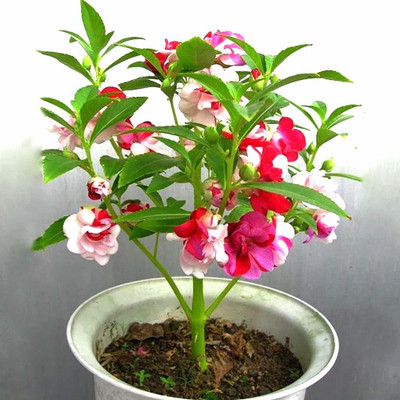 CYBEXIS Balsam Flower Mix GMO-Free Seeds Seed(25 per packet)