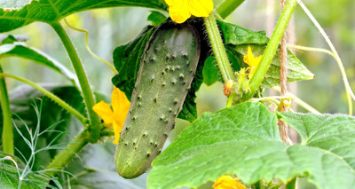 firstbuy Cucumber, Kheera Seed(20 per packet)