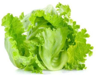 CYBEXIS ICEBERG LETTUCE SEEDS1000 Seeds Seed(1000 per packet)