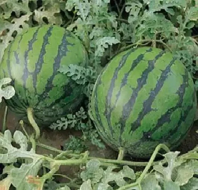 firstbuy watermelon Seed(20 per packet)