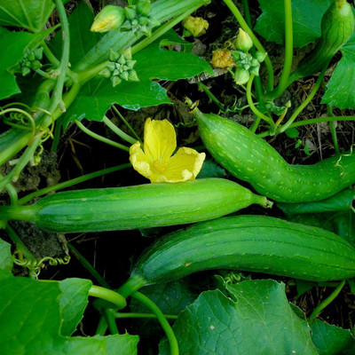 firstbuy torai, Sponge Gourd Seed(20 per packet)