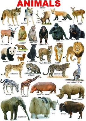 Ordershock 45.72 cm Animals Chart Name For Kids Room Self Adhesive Sticker(Pack of 1)