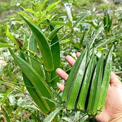 VibeX GBPUT-61 - Ladies Finger Okra - (450 Seeds) Seed(450 per packet)
