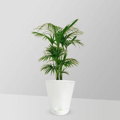 natikrd Phoneix Palm Plant(Hybrid, Pack of 1)