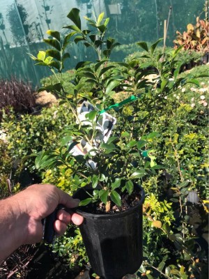 The Entacloo Murraya Paniculata Plant(Hybrid, Pack of 1)