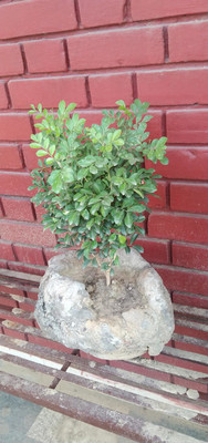 The Entacloo Murraya Paniculata Plant(Hybrid, Pack of 1)