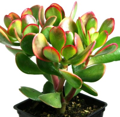 Ukanda Crasulla Ovata Plant(Hybrid, Pack of 1)