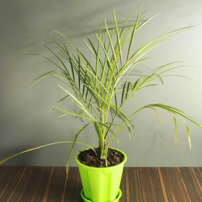 natikrd Phoneix Palm Plant(Hybrid, Pack of 1)