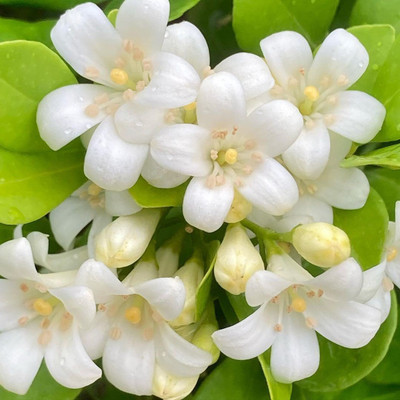 The Entacloo Murraya Paniculata Plant(Hybrid, Pack of 1)