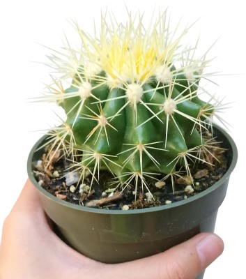 natikrd Barrel Cactus Plant(Hybrid, Pack of 1)